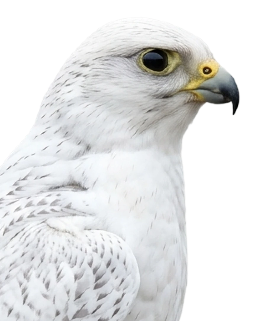 Boreas
